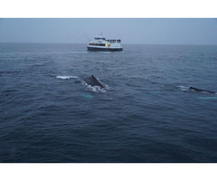 Book now the Whale Safari Tromso tour | free-classifieds.co.uk - 1