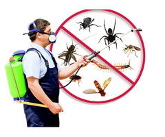 Pest control in Twickenham | free-classifieds.co.uk - 1