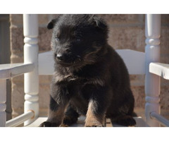 Amazing company healthy F/M German Shepherd puppies | free-classifieds.co.uk - 1
