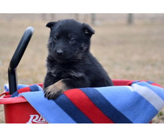Amazing company healthy F/M German Shepherd puppies | free-classifieds.co.uk - 2