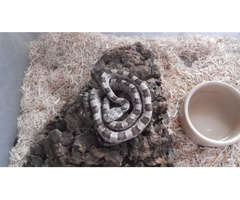 grey rat snake | free-classifieds.co.uk - 1