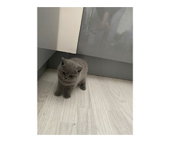Pure Breed British shorthair kittens Gccf Reg non-active. | free-classifieds.co.uk - 1