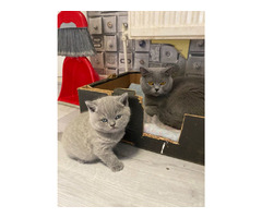 Pure Breed British shorthair kittens Gccf Reg non-active. | free-classifieds.co.uk - 3