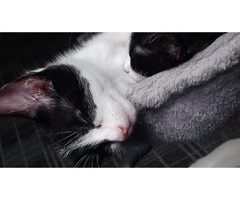 Two beautiful kittens.  | free-classifieds.co.uk - 1