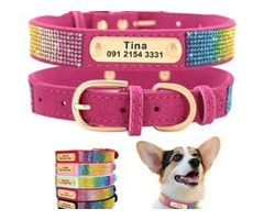 Dogs and Cats: Collars and Leashes | Fashion Accessories for Pets – CurliTail | free-classifieds.co.uk - 2