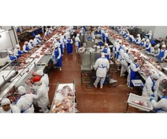 bulk exporters of Chicken Frozen chicken | free-classifieds.co.uk - 1