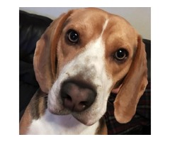 Pedigree beagle for STUD | free-classifieds.co.uk - 1