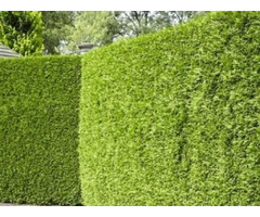 Conifer Hedging Plants for Sale in UK | Greenhills Nursery | free-classifieds.co.uk - 1