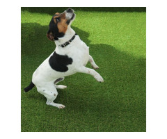 Buy Pet Friendly Artificial Grass | free-classifieds.co.uk - 1