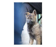 German Shepherd puppies | free-classifieds.co.uk - 2