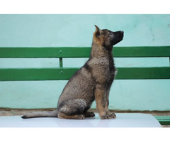 German Shepherd puppies | free-classifieds.co.uk - 4