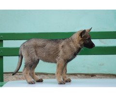 German Shepherd puppies - 5