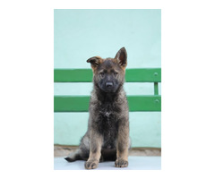 German Shepherd puppies | free-classifieds.co.uk - 6