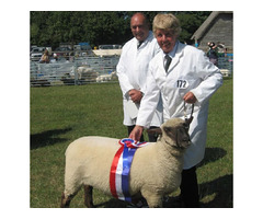 Dorset down ewes for sale | free-classifieds.co.uk - 1