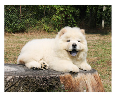 Chow chow - male puppy | free-classifieds.co.uk - 1