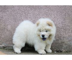 Chow chow - male puppy | free-classifieds.co.uk - 2