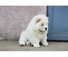 Chow chow - male puppy | free-classifieds.co.uk - 3