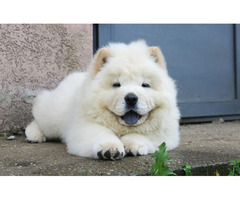 Chow chow - male puppy | free-classifieds.co.uk - 4