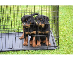 Rottweiler puppies  | free-classifieds.co.uk - 1