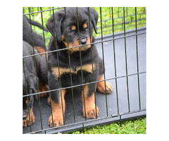 Rottweiler puppies  | free-classifieds.co.uk - 2