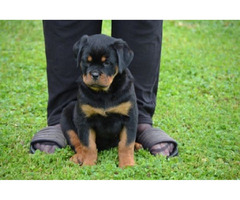Rottweiler puppies  | free-classifieds.co.uk - 3