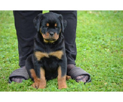 Rottweiler puppies  | free-classifieds.co.uk - 4