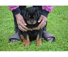Rottweiler puppies  | free-classifieds.co.uk - 5