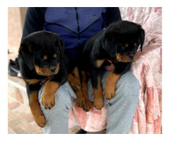 Rottweiler puppies  | free-classifieds.co.uk - 6