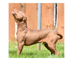 American bully xl  | free-classifieds.co.uk - 2