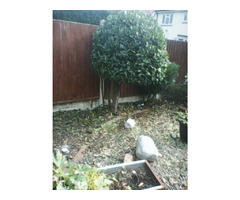 hello im a local gardener working in bearwood | free-classifieds.co.uk - 6