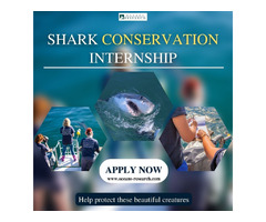 Shark Conservation Internship in South Africa | free-classifieds.co.uk - 1