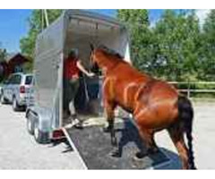 Get Flexible and Reliable Horse Transport in Exeter | free-classifieds.co.uk - 1