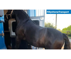 Horse Transport Service in Exeter, UK | free-classifieds.co.uk - 1