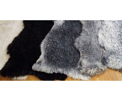 A UNIQUE PACKAGE OF 50 GOTLAND SHEEPSKINS! | free-classifieds.co.uk - 2