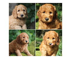 Labradoodle puppies UK | free-classifieds.co.uk - 1