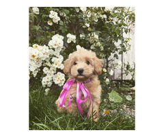 Labradoodle puppies UK | free-classifieds.co.uk - 2