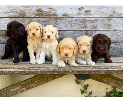 Labradoodle puppies UK | free-classifieds.co.uk - 3