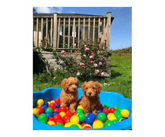 Labradoodle puppies UK | free-classifieds.co.uk - 4