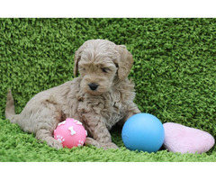 Labradoodle puppies UK | free-classifieds.co.uk - 5