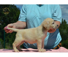 Labrador retriever | free-classifieds.co.uk - 2