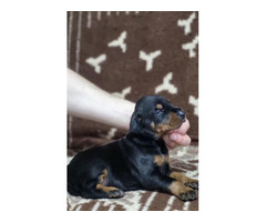 Doberman puppies  | free-classifieds.co.uk - 1