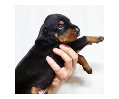Doberman puppies  | free-classifieds.co.uk - 2