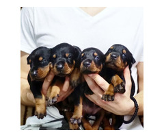 Doberman puppies  | free-classifieds.co.uk - 3