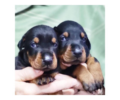Doberman puppies  | free-classifieds.co.uk - 4