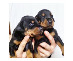 Doberman puppies  | free-classifieds.co.uk - 5