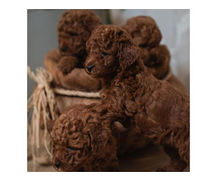 Red dwarf and toy poodles | free-classifieds.co.uk - 1
