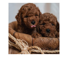 Red dwarf and toy poodles | free-classifieds.co.uk - 2