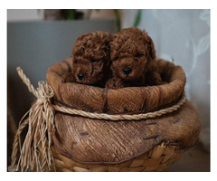 Red dwarf and toy poodles | free-classifieds.co.uk - 4