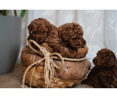 Red dwarf and toy poodles | free-classifieds.co.uk - 5