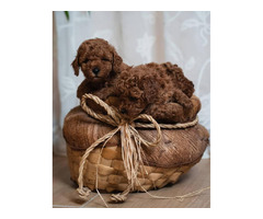 Red dwarf and toy poodles | free-classifieds.co.uk - 6